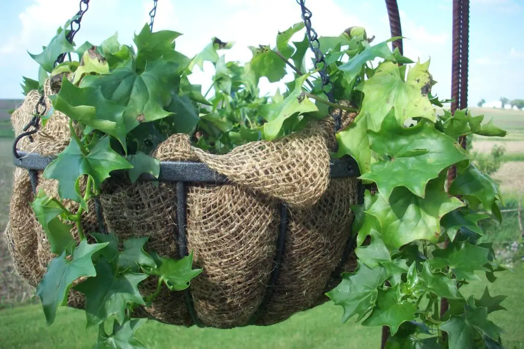 How to Use Burlap in Gardening The Ultimate Guide