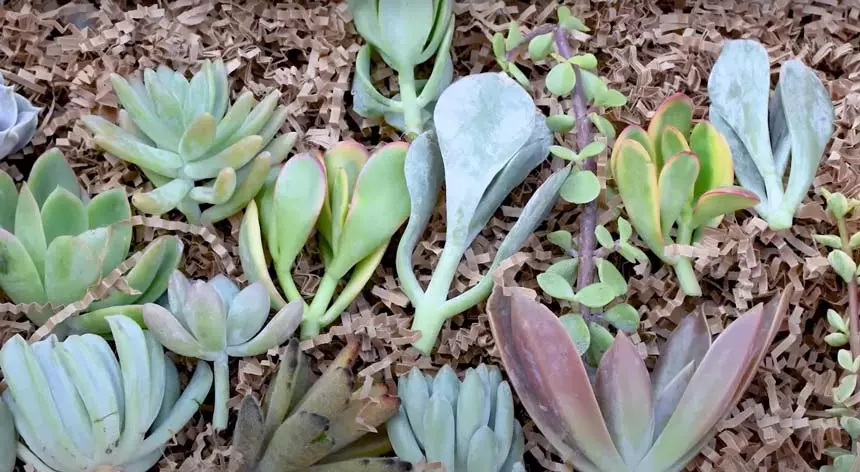 How to mail succulent cuttings
