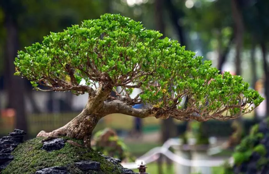How to make bonsai forest 1