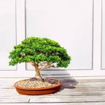 How to make bonsai forest