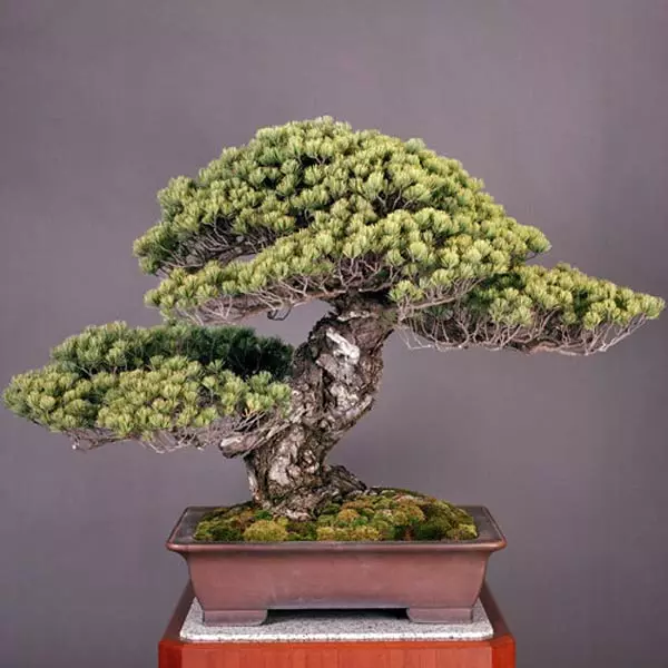 How to make bonsai forest 2