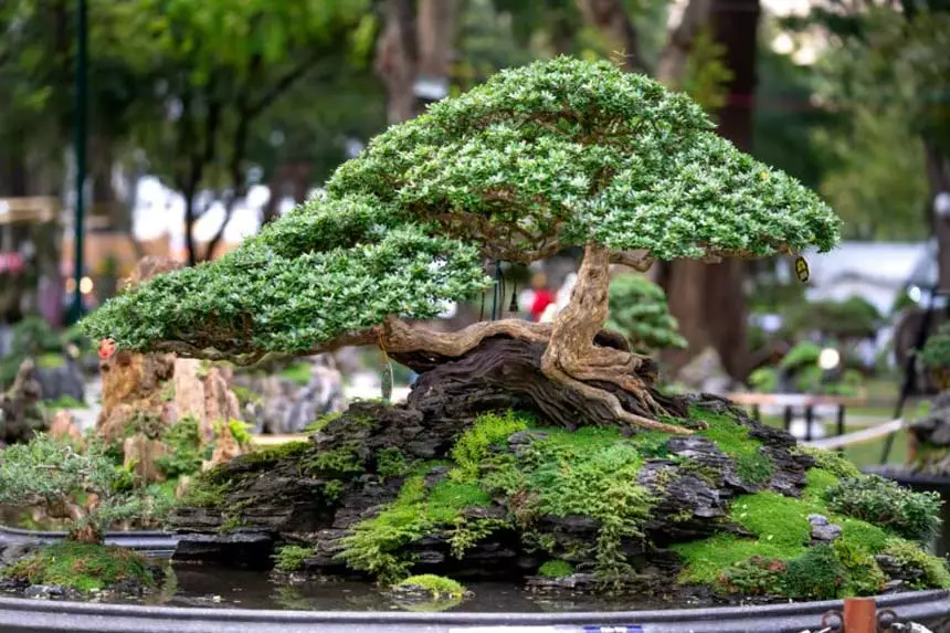 How to make bonsai forest4