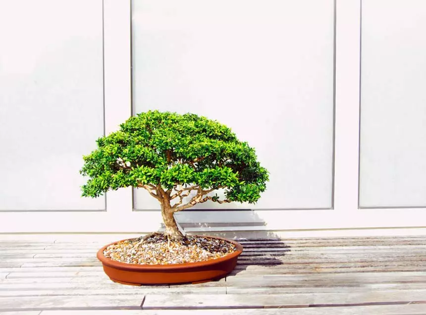 How to make bonsai forest