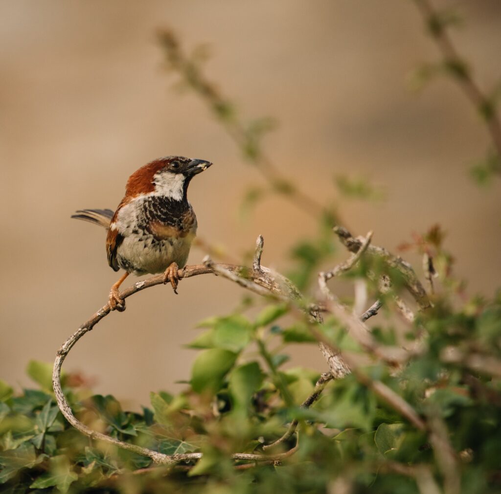 how to keep birds out of gardens