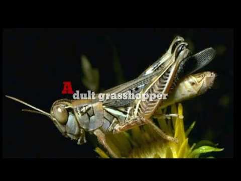 Can you drown a grasshopper by holding its head underwater