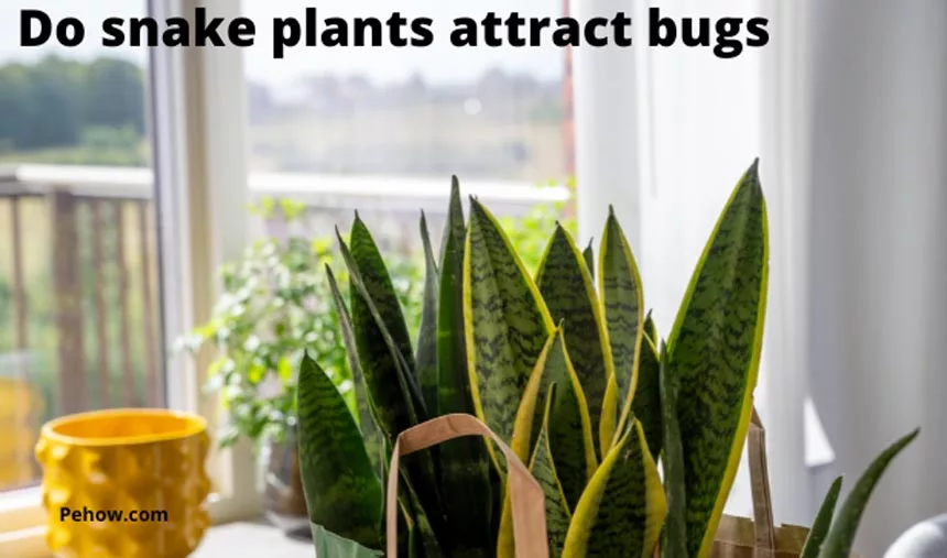 Do snake plants attract bugs