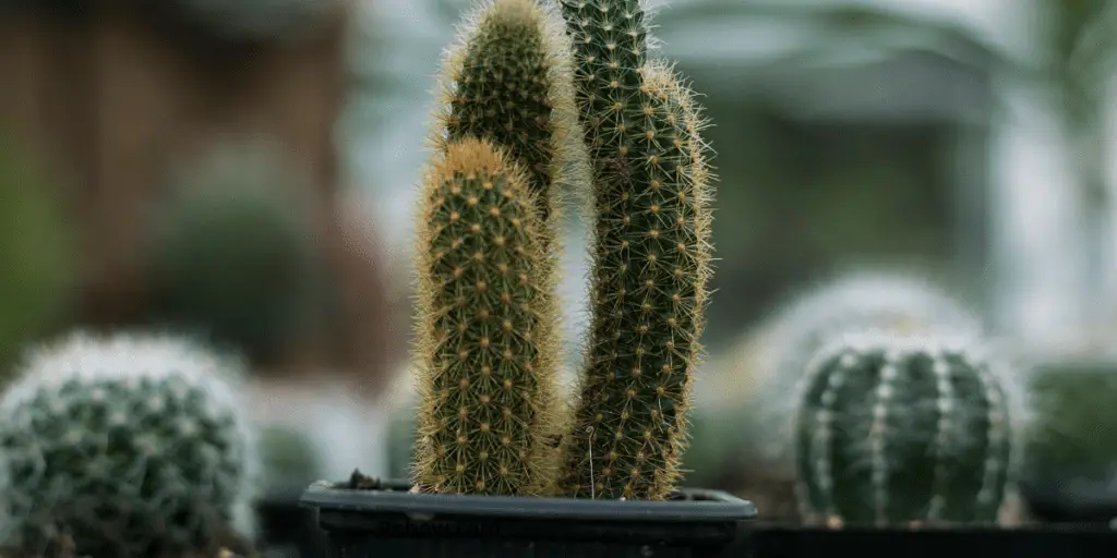 Don't hug cacti