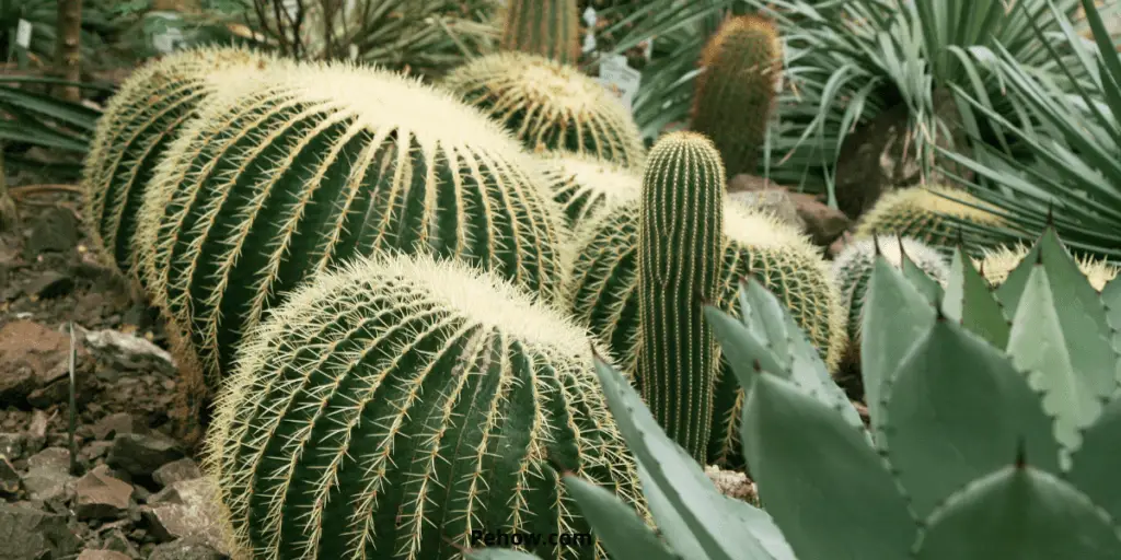 Don't hug cacti