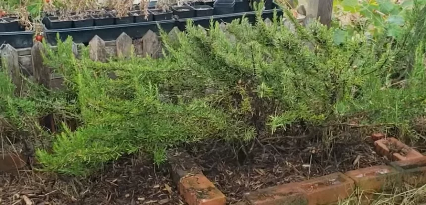 Good to plant rosemary