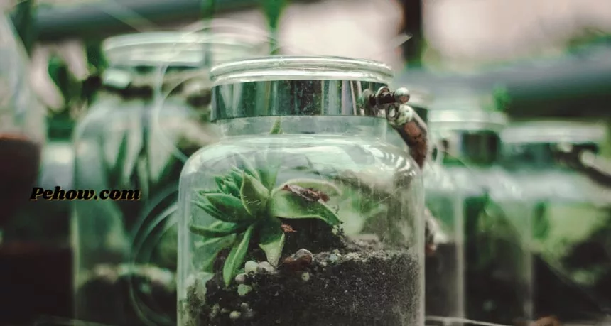 How can you use glass jars as plant pots