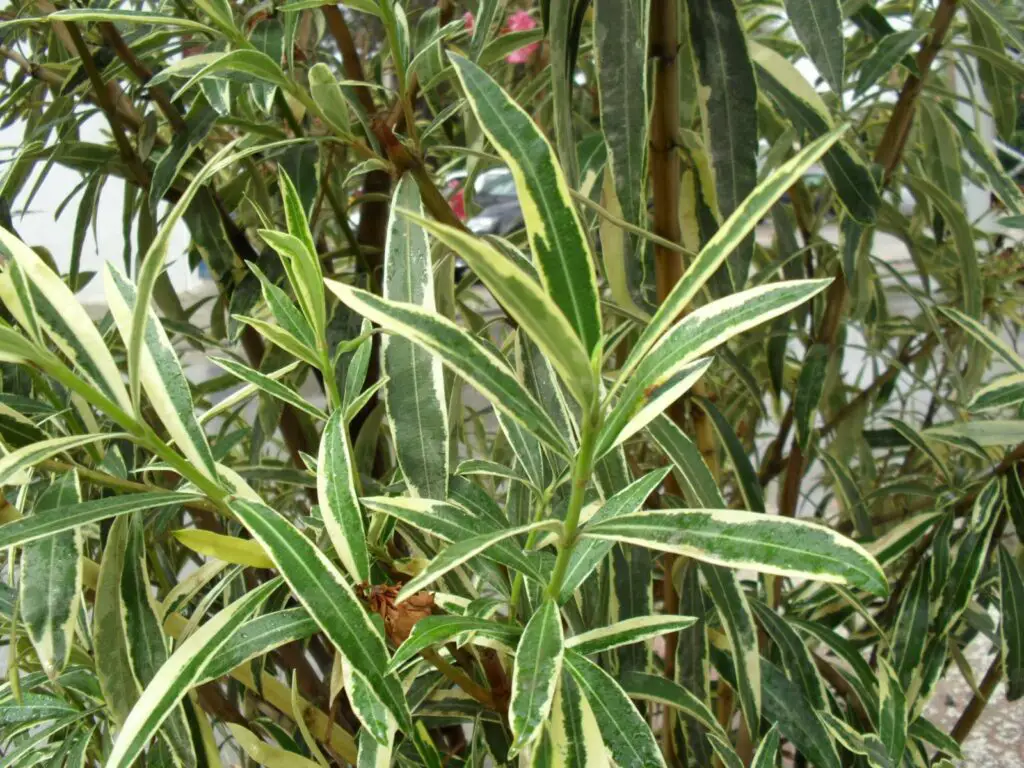 How to induce variegation in plants