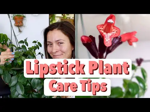 Lipstick Plant