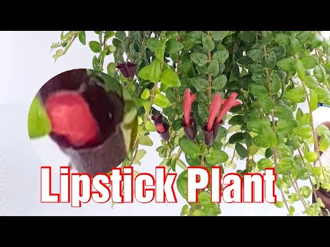 Lipstick Plant