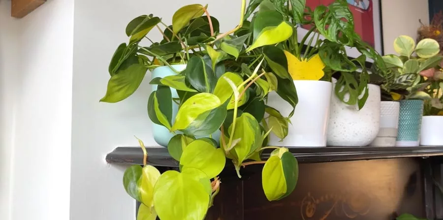 Philodendron Houseplants