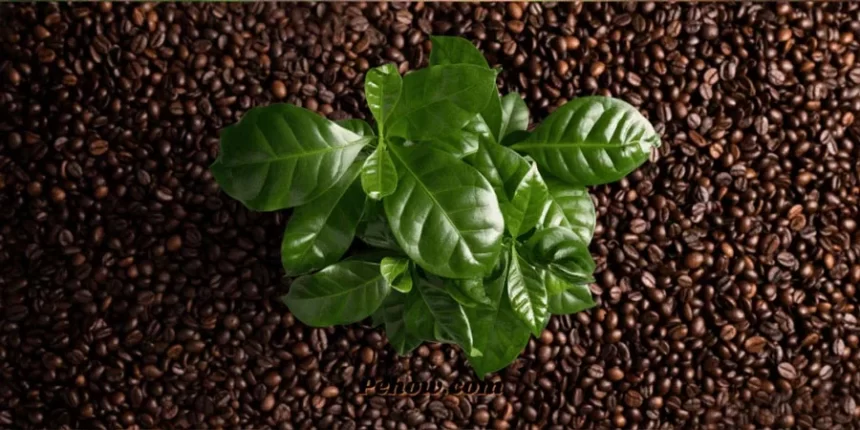 Soil is required to grow coffee