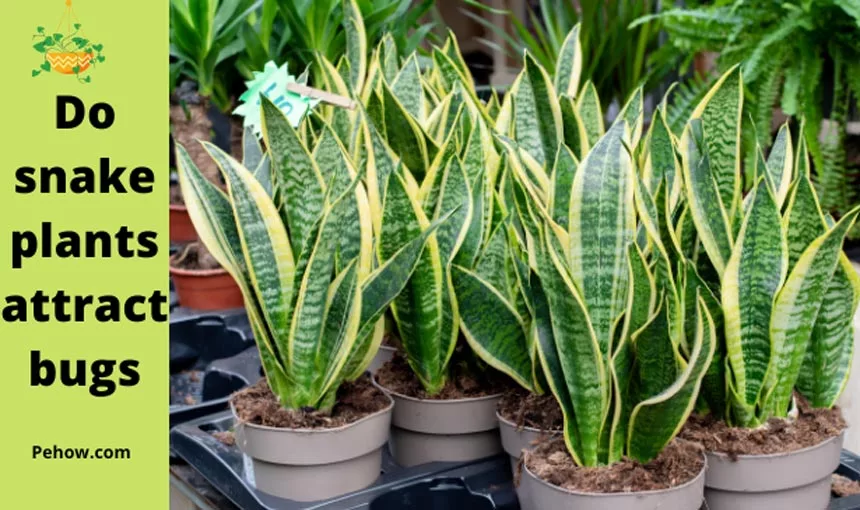 Why snake plants attract bugs