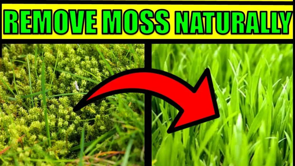how to control moss in your yard