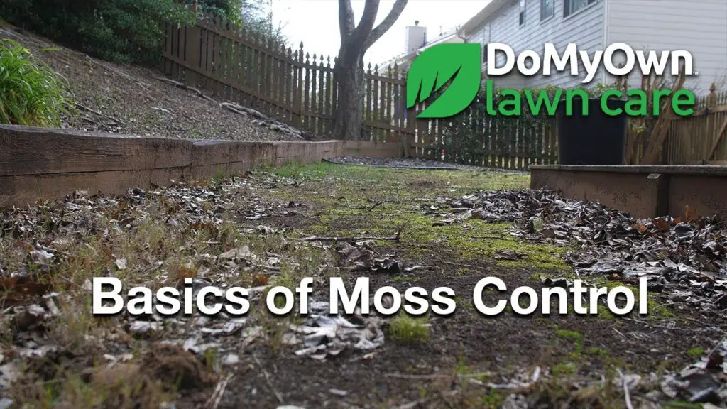 how to control moss in your yard