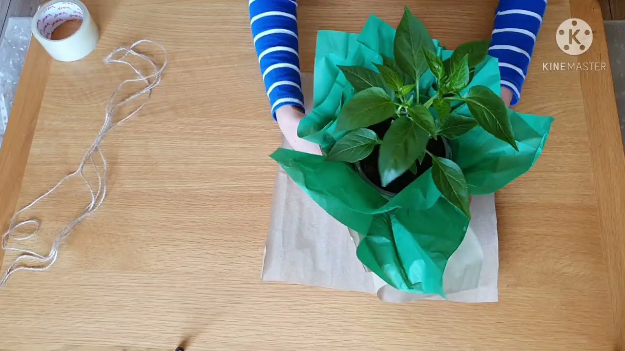 how to wrap a plant for a gift