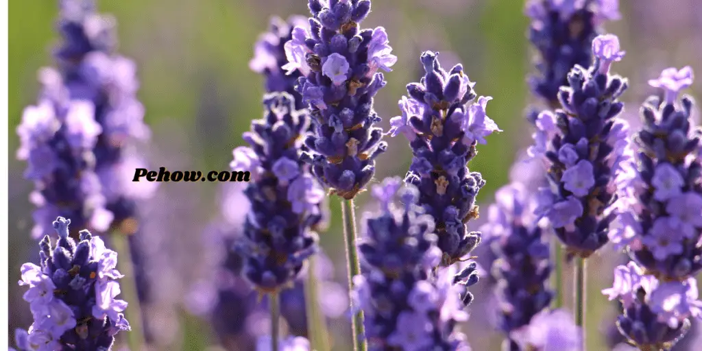 can you plant lavender and rosemary together