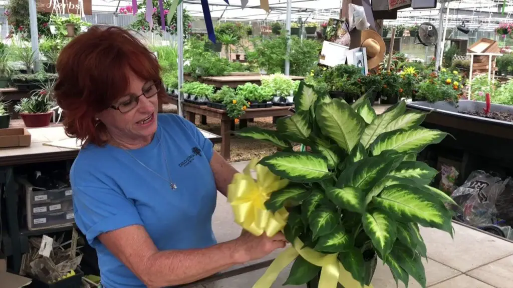 how to wrap a plant for a gift