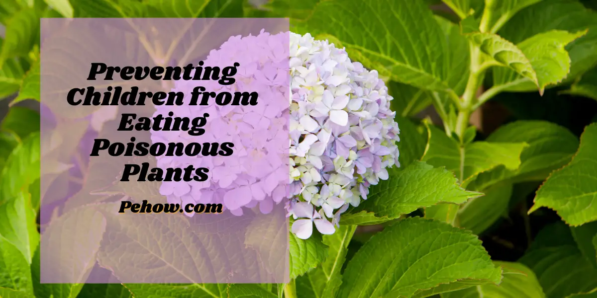 Are hydrangeas poisonous plants? yes it's poisonous PE How