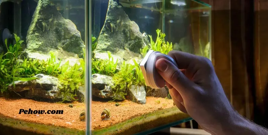 Can I use fish tank water for plants