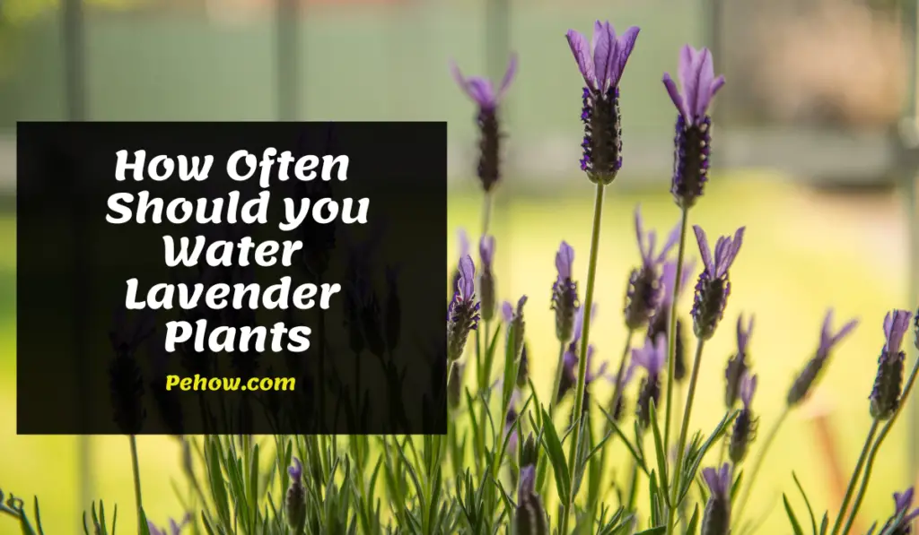 how often to water lavender