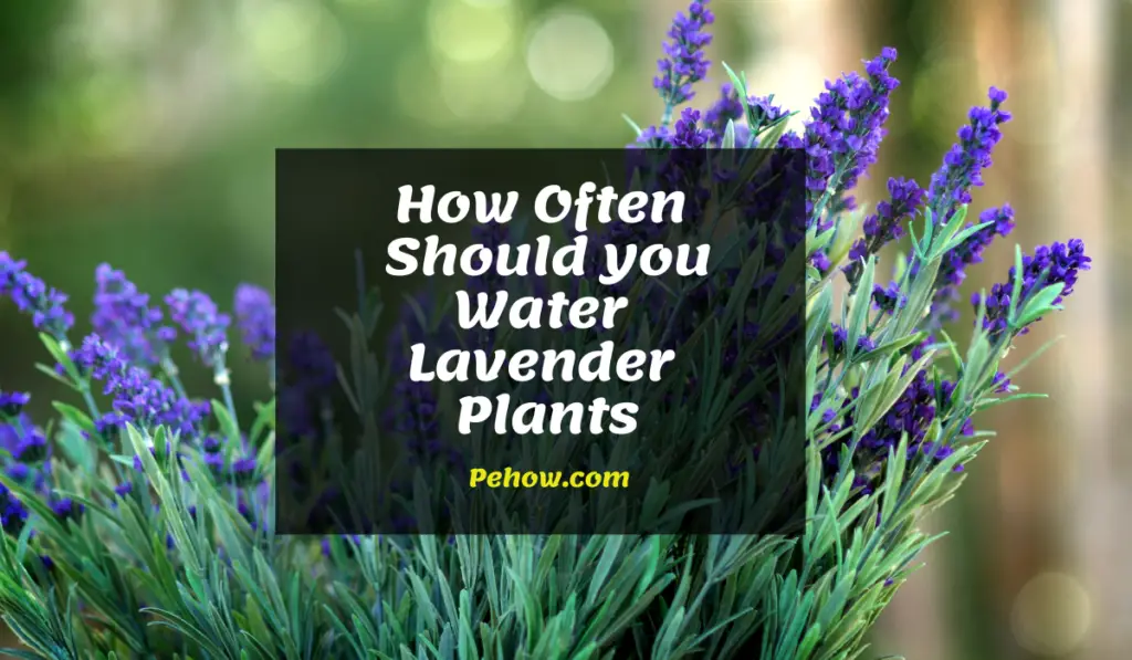 How Often Should you Water Lavender Plants Expert Opinion PE How