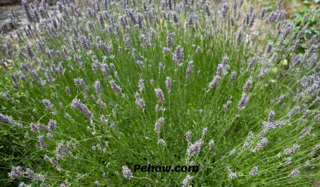 how often to water lavender