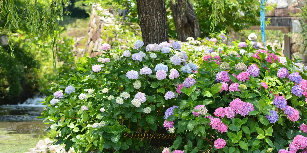 How to Keep Hydrangeas Upright and fix broken hydrangeas Pehow