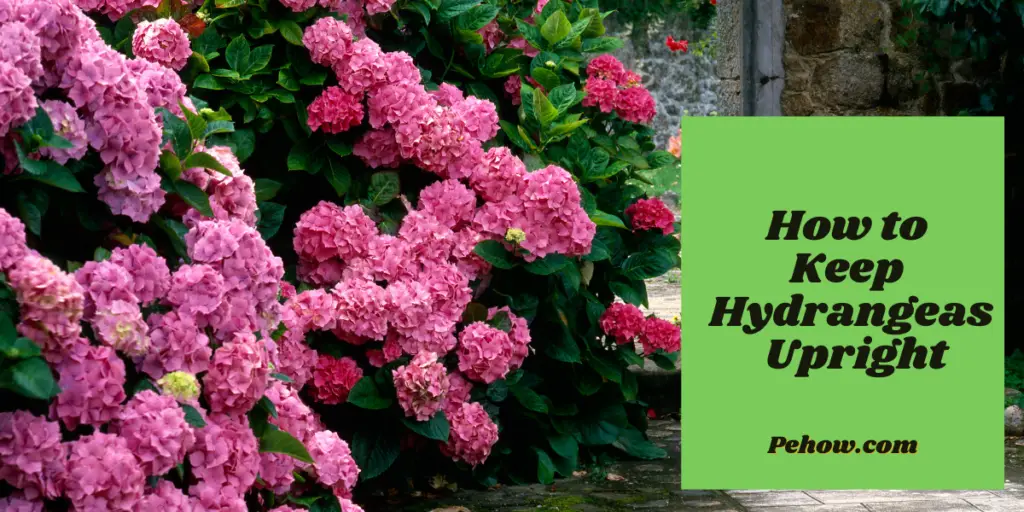 How to Keep Hydrangeas Upright and fix broken hydrangeas Pehow