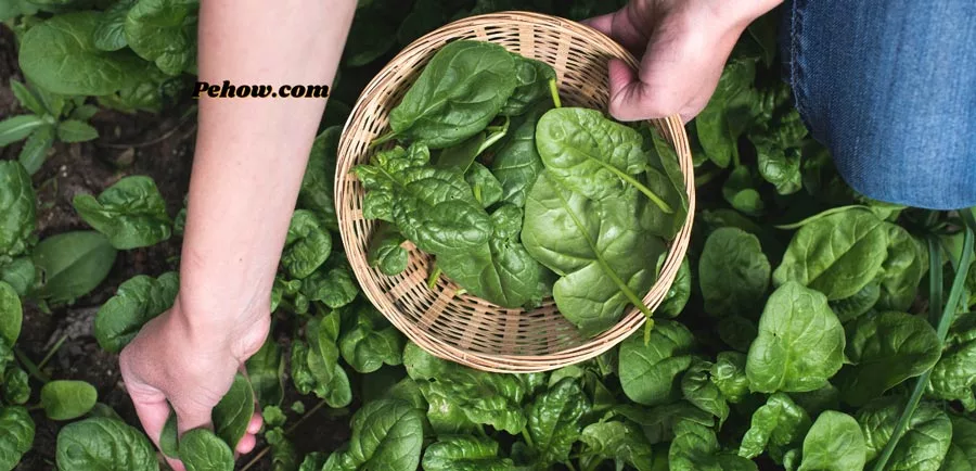 How to harvest spinach without killing the plant