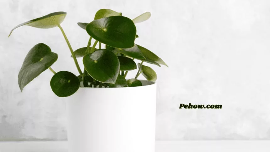How to increase oxygen for houseplants