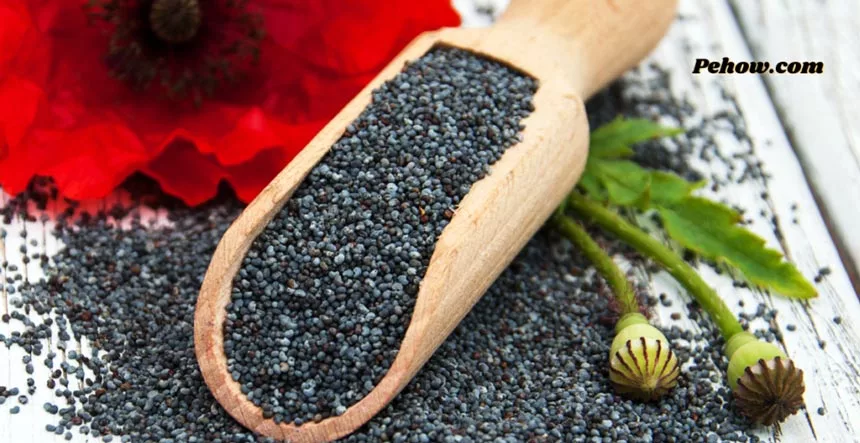 How to plant store bought poppy seeds