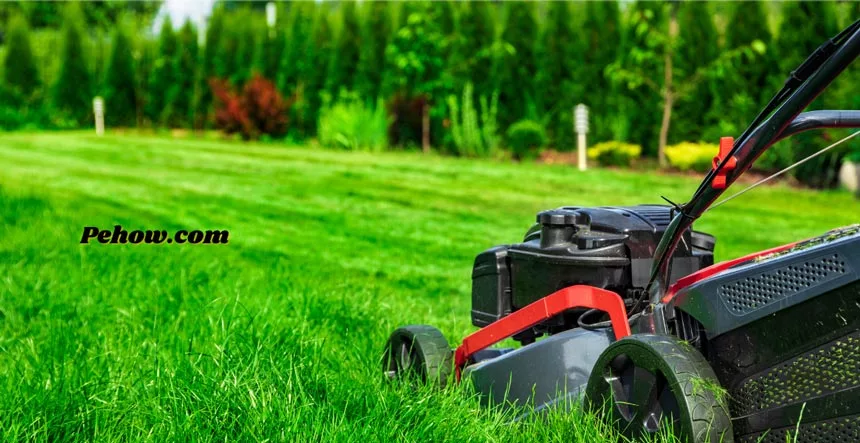 How to revive a lawn after scarifying