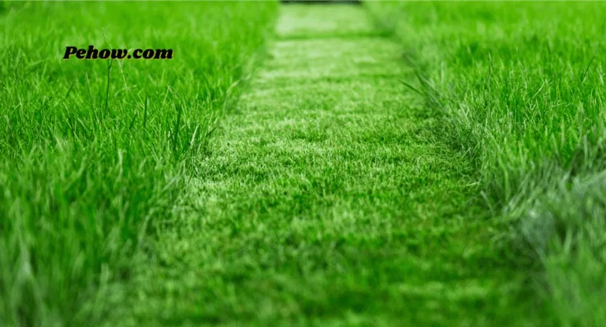 How to scarifying a lawn