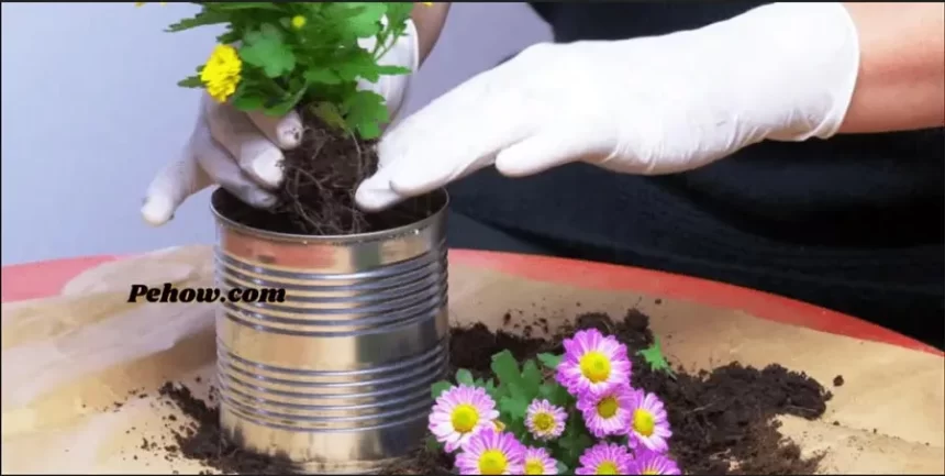 How to use can tin cans for plants