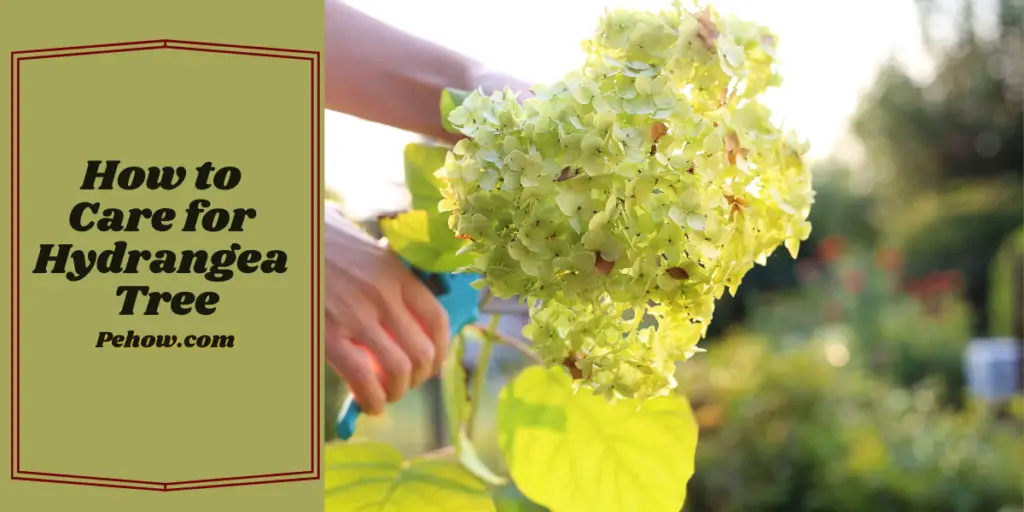 How to Care for Hydrangea Tree Essential Growing Tips PE How