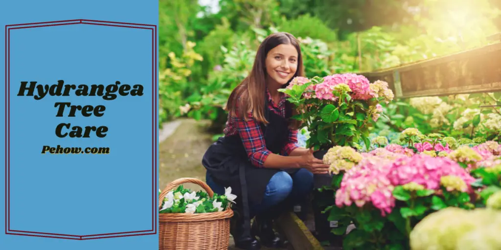 How to Care for Hydrangea Tree