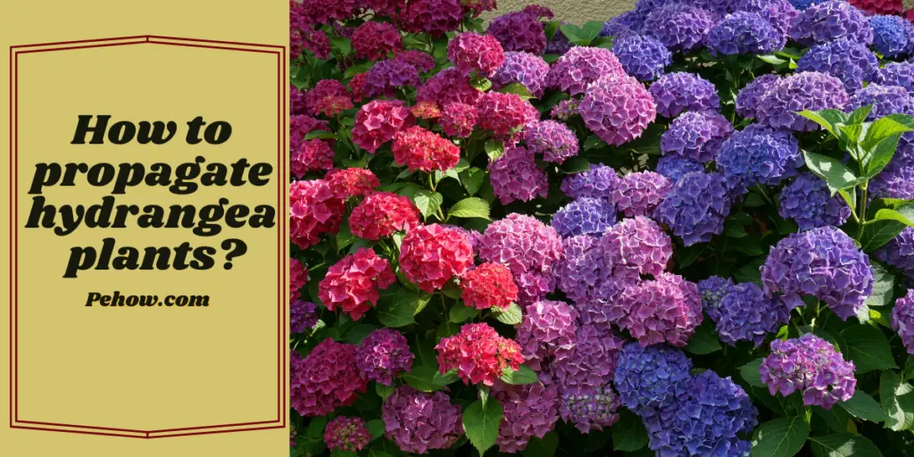 How to Care for Hydrangea Tree