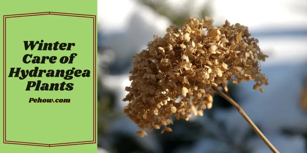 How to Care for Hydrangea Tree