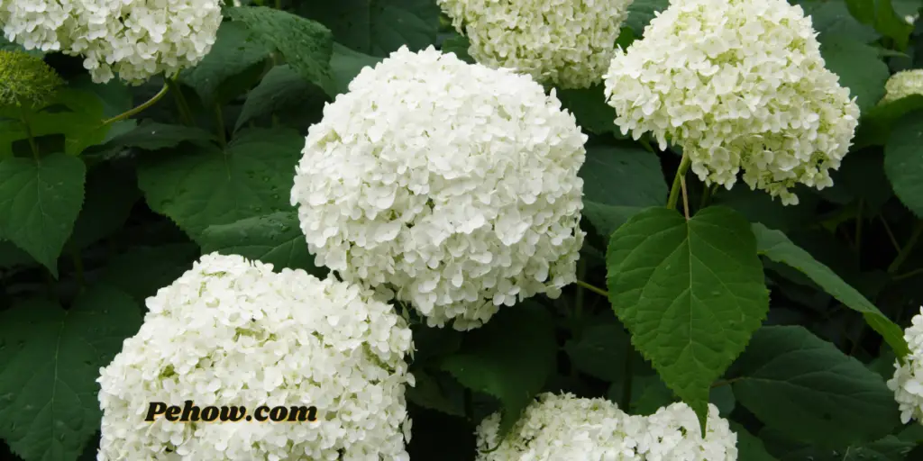 How to Care for Hydrangea Tree