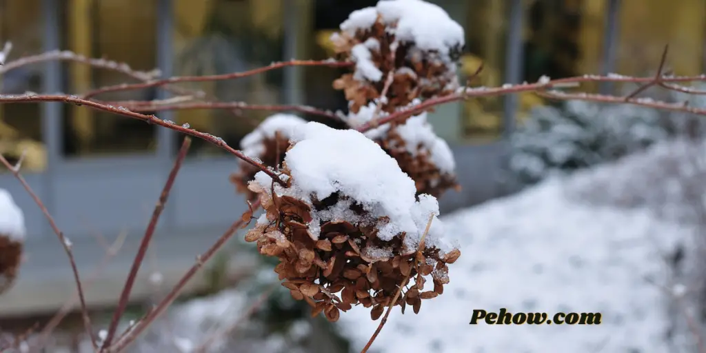 How to Care for Hydrangea Tree