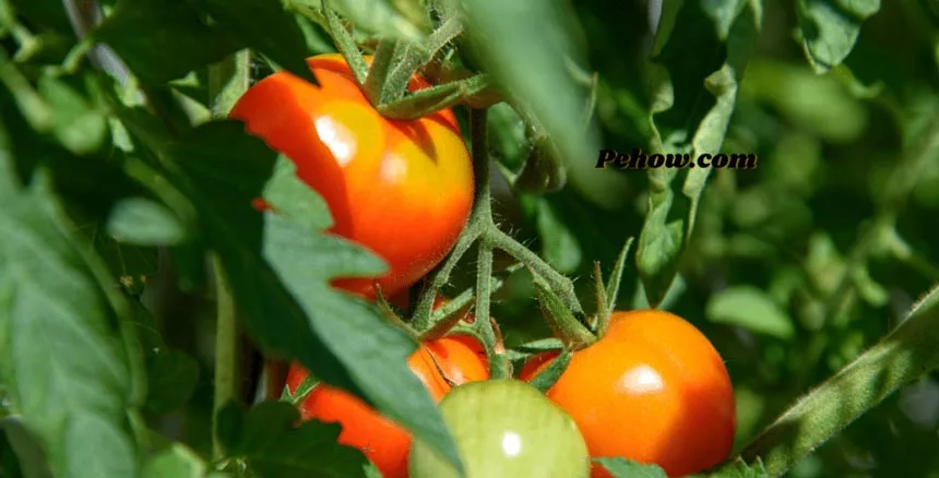 What can be the problem with planting tomatoes in the same place