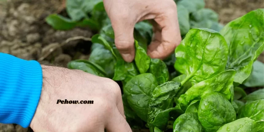 What type of soil is suitable for growing spinach