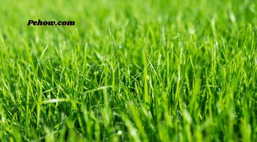 Why scarifying it is necessary for the lawn
