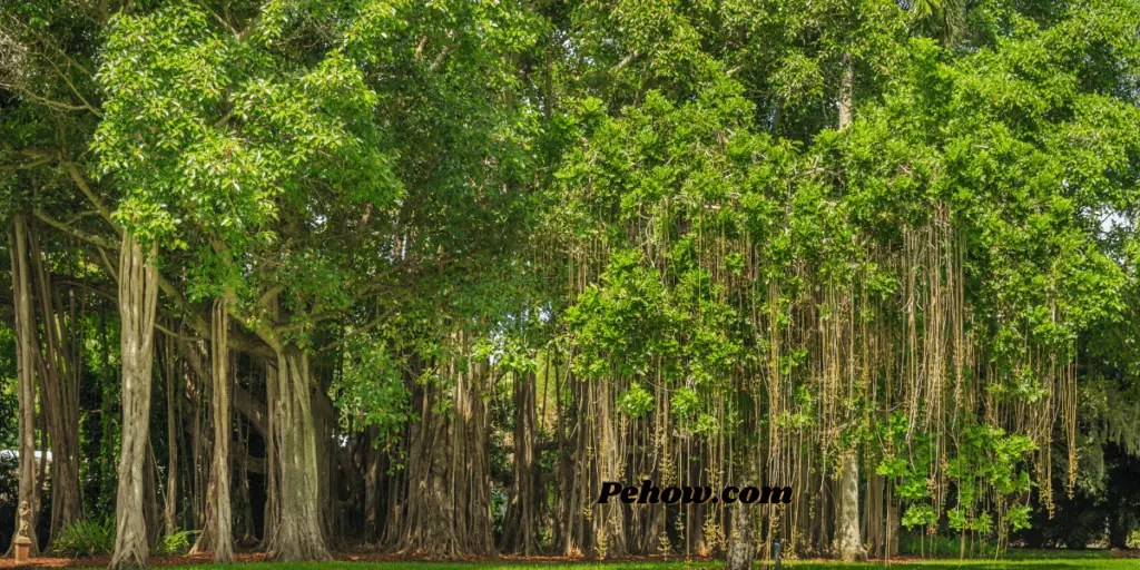 Can we plant banyan tree at home No & What are the disadvantages of