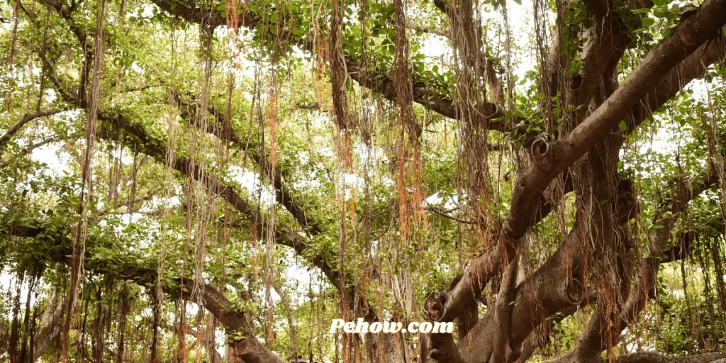 can we plant banyan tree at home