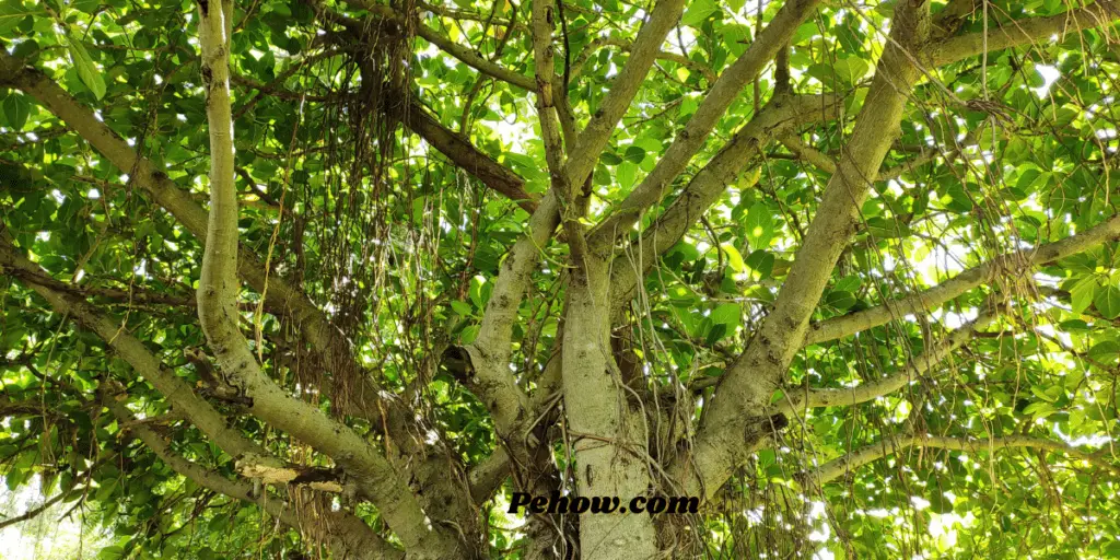 can we plant banyan tree at home